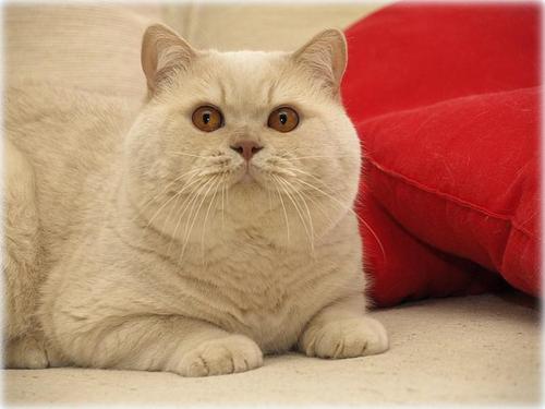 GIC Attyla Kocisze*PL JW, DVM