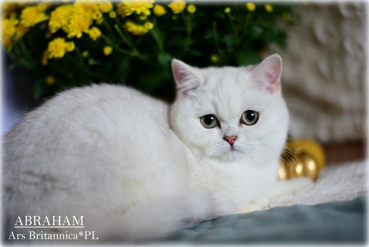 Abraham Ars Britannica*PL