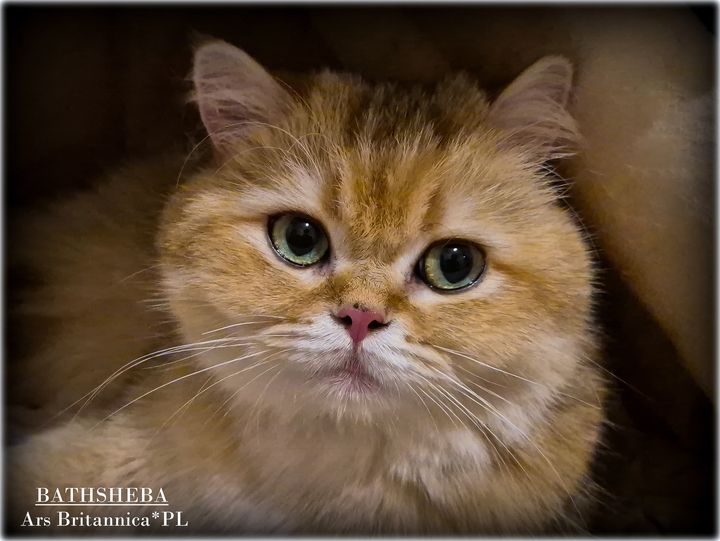 Bathsheba Ars Britannica*PL