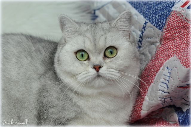 Bria Ars Britannica*PL