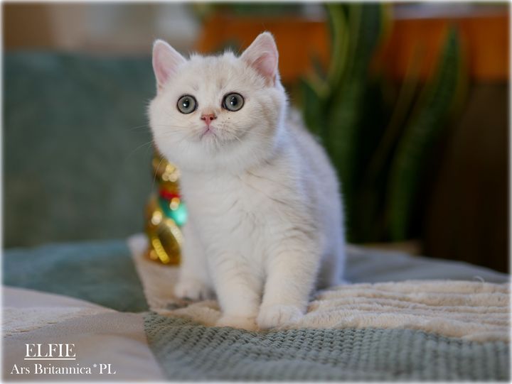 Elfie Ars Britannica*PL