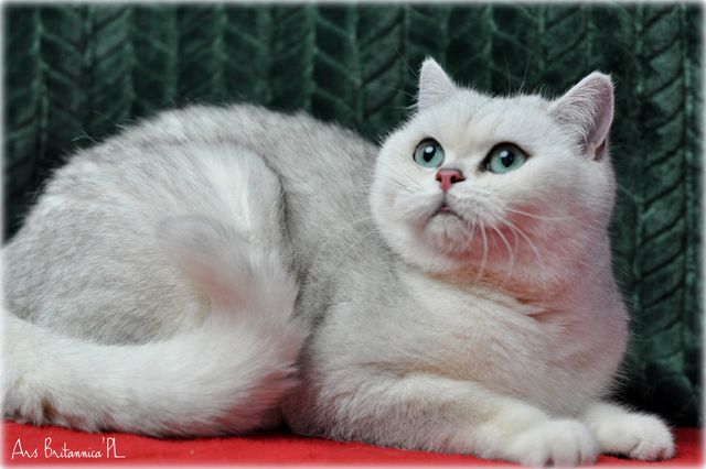 Fendi Ars Britannica*PL