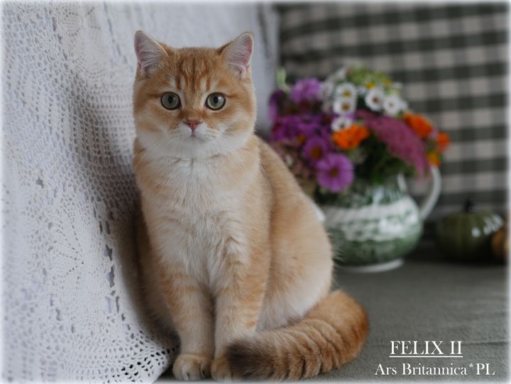 Fenix Ars Britannica*PL