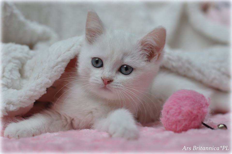 Gandalf Ars Britannica*PL