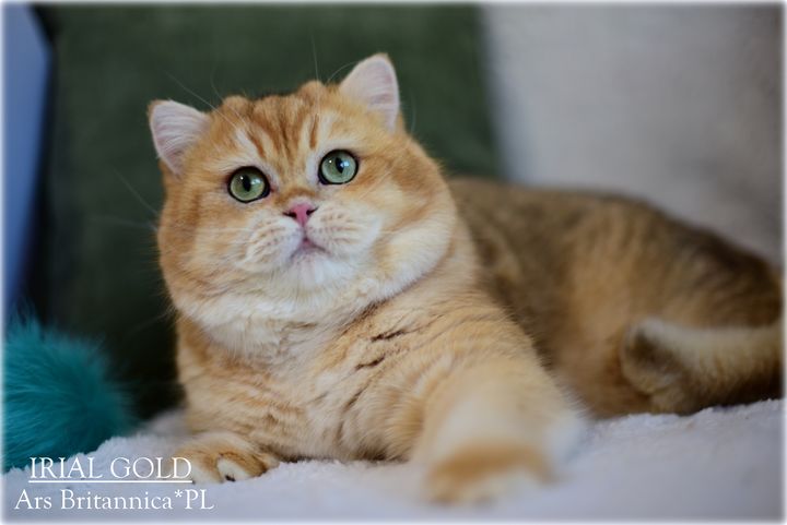 IRIAL GOLD Ars Britannica*PL