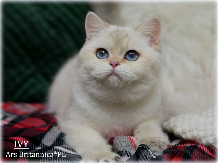 Ivy Ars Britannica*PL