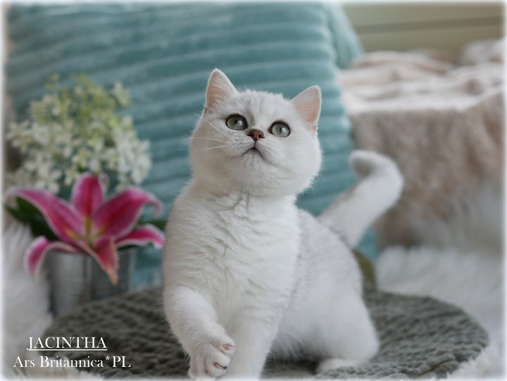 Jacintha Ars Britannica*PL