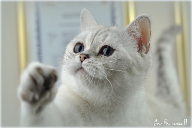 Jocelyn Ars Britannica*PL