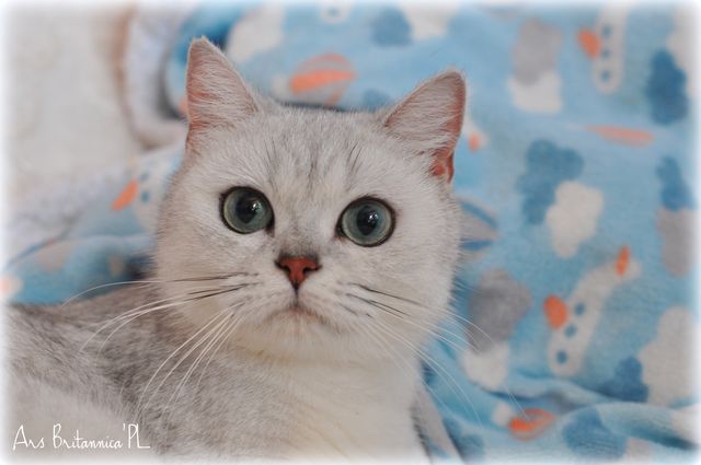 KALMA Ars Britannica*PL