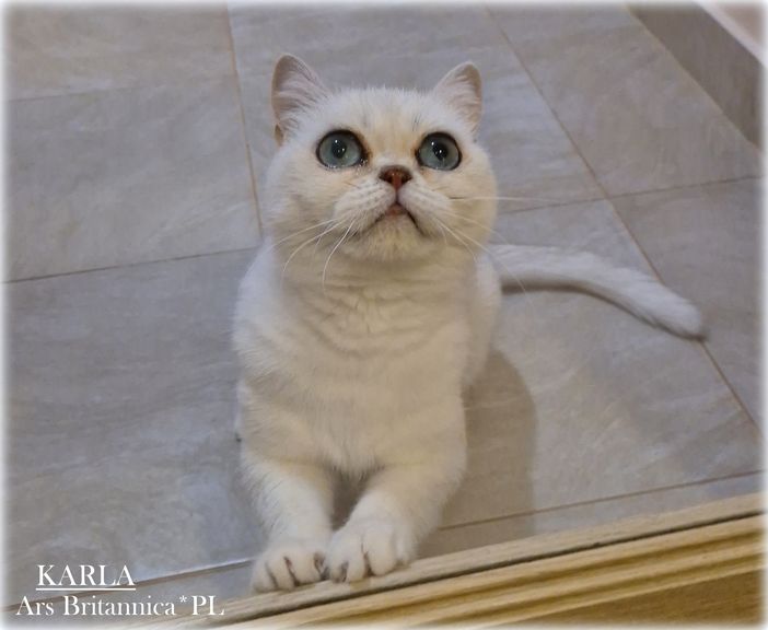 Karla Ars Britannica*PL