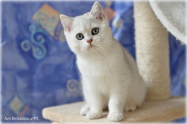 KARMEL Ars Britannica*PL