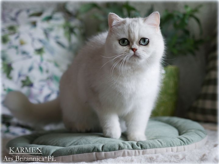 Karmen Ars Britannica*PL