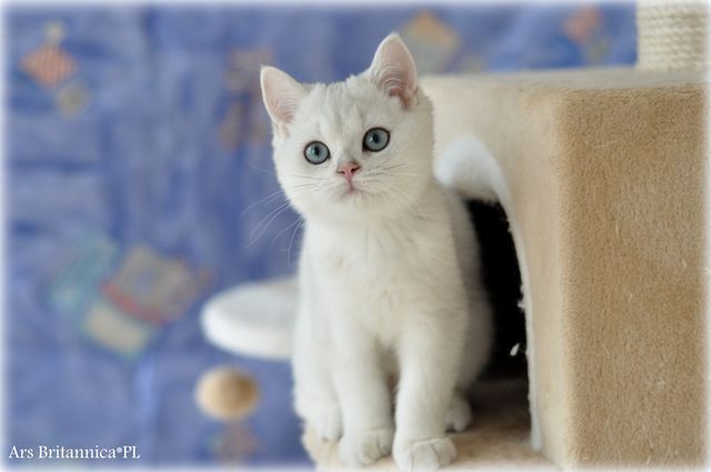 KAROL Ars Britannica*PL