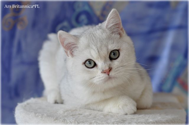 KORNEL Ars Britannica*PL