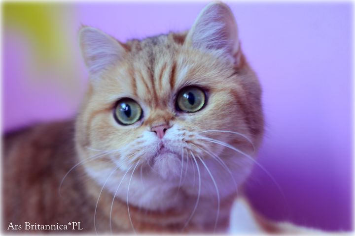 Margherita Ars Britannica*PL