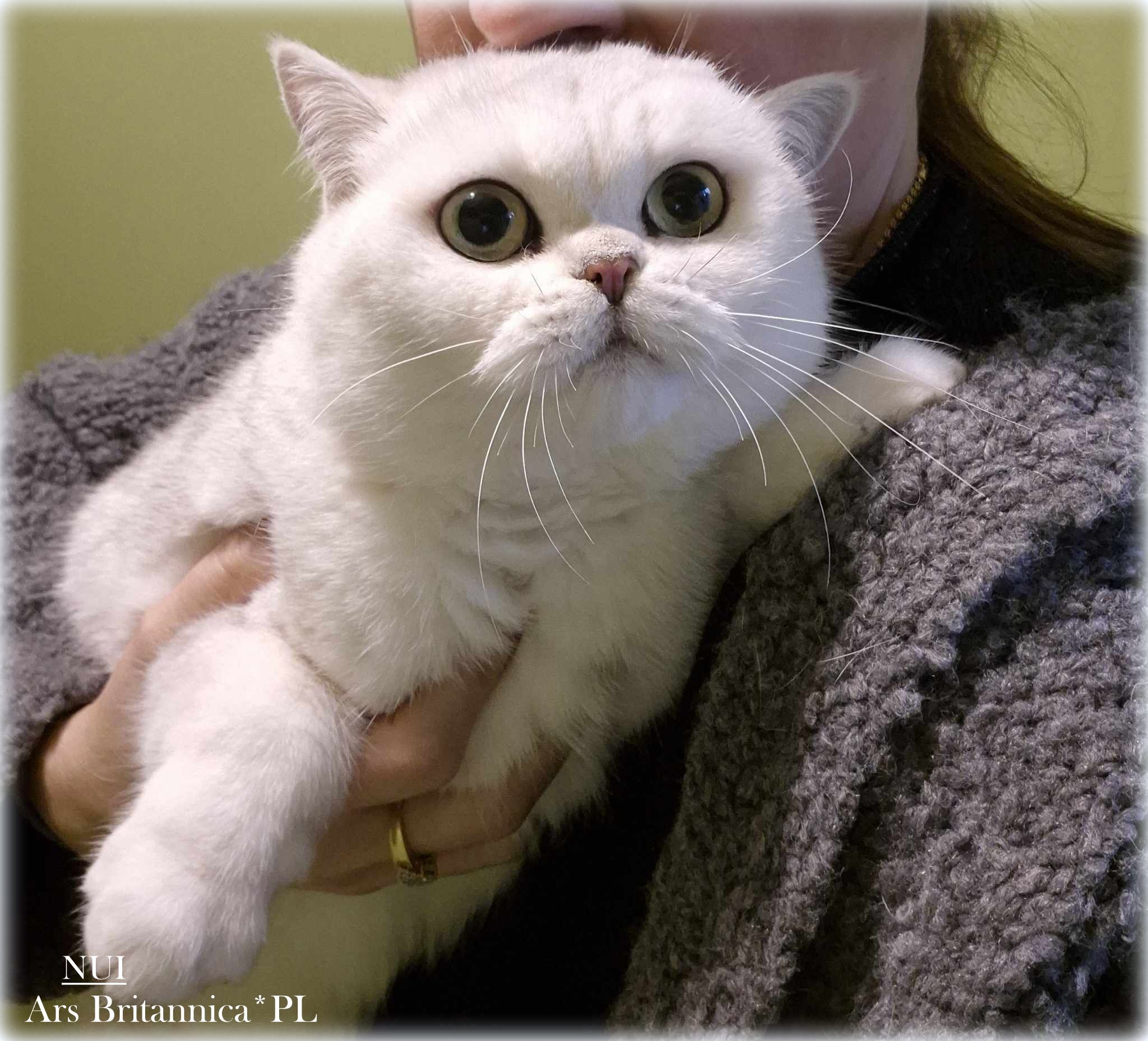 Nui Ars Britannica*PL