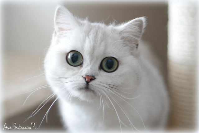 Poppy Ars Britannica*PL