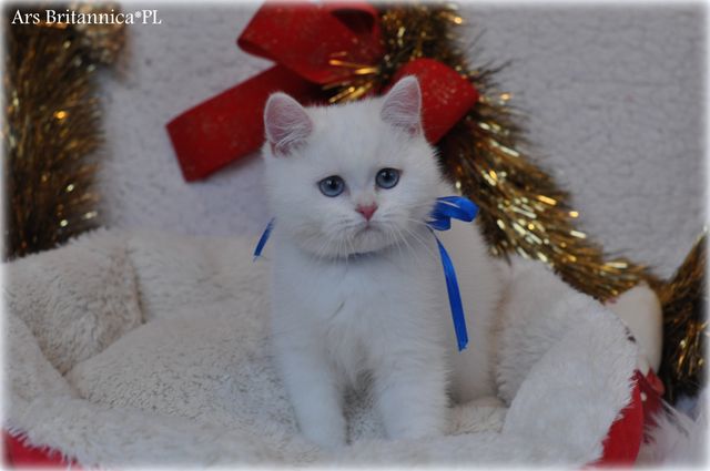 Quasar Ars Britannica*PL