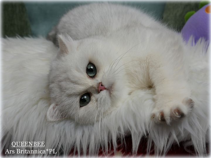 QueenBee Ars Britannica*PL