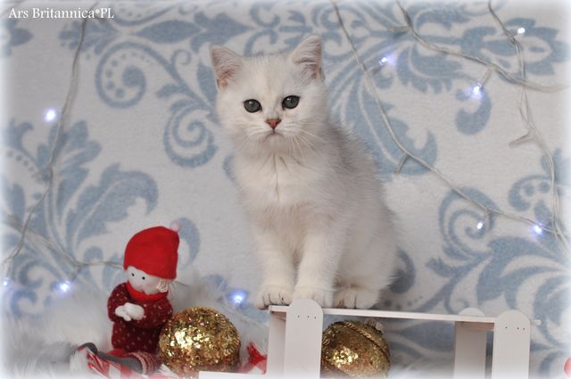 Quelle Ars Britannica*PL