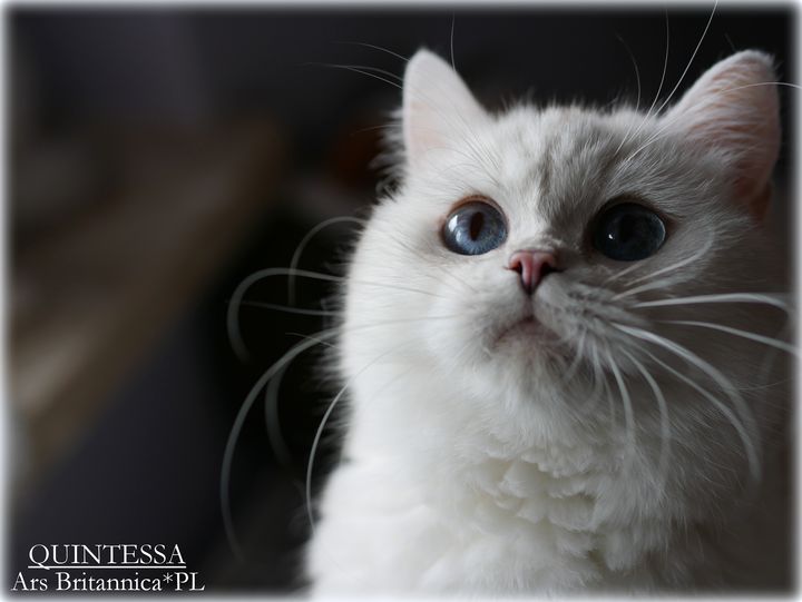 Quintessa Ars Britannica*PL