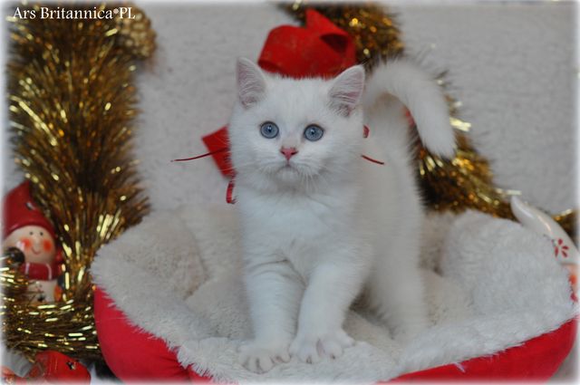 Qupido Ars Britannica*PL