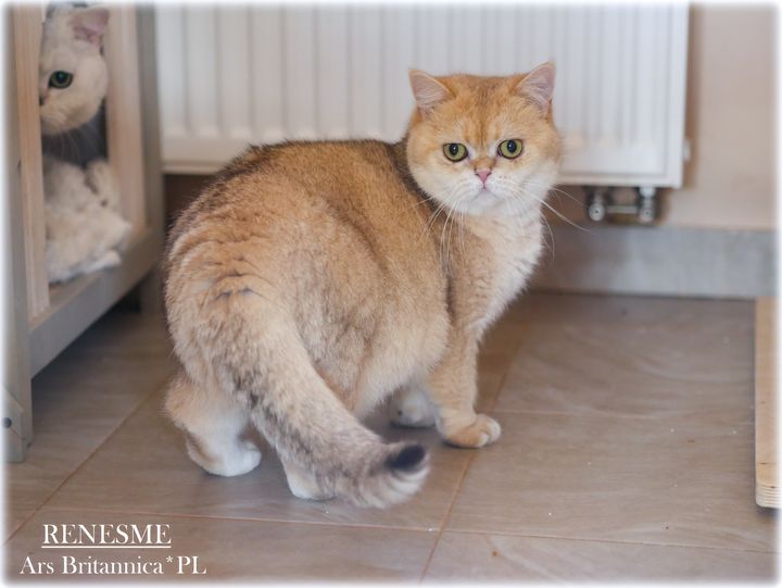 Renesme Ars Britannica*PL