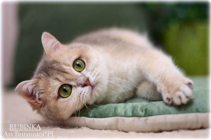 Rubinka Ars Britannica*PL