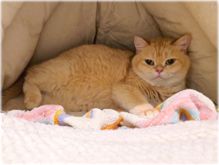 Ruby Ars Britannica*PL