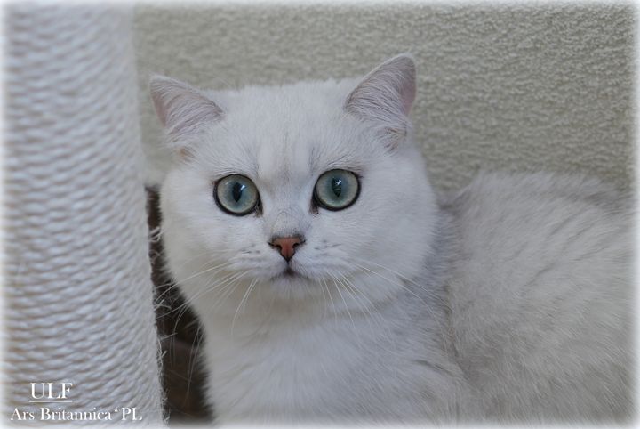 Ulf Ars Britannica*PL