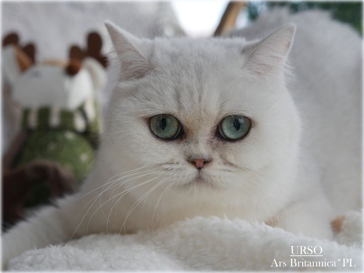 Urso Ars Britannica*PL