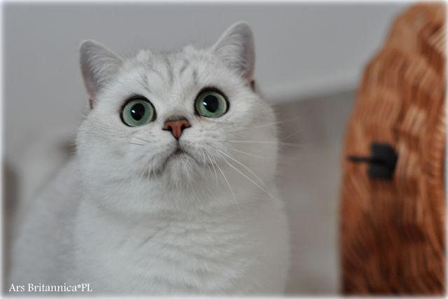 Vesper Ars Britannica*PL