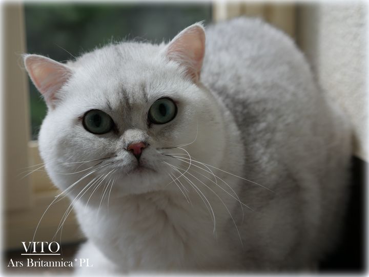 Vito Ars Britannica*PL