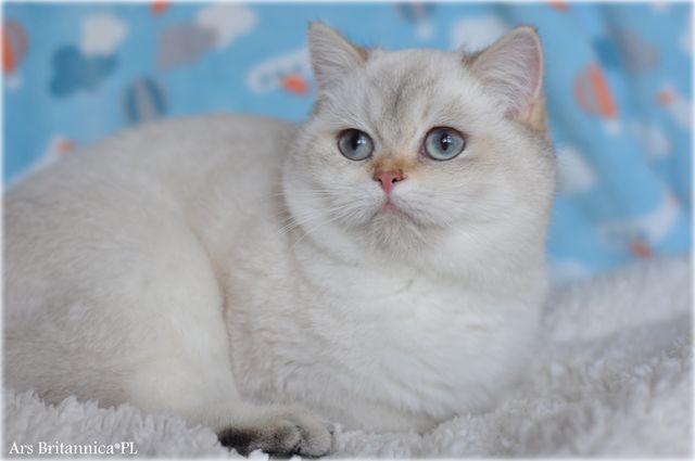 Willow Ars Britannica*PL