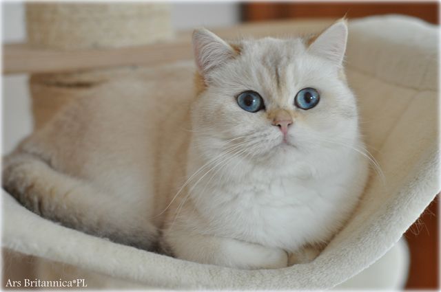 Wilma Ars Britannica*PL