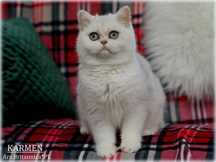 Kotka brytyjska szynszylowa Karmen Ars Britannica