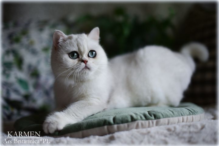 Kotka brytyjska szynszylowa Karmen Ars Britannica