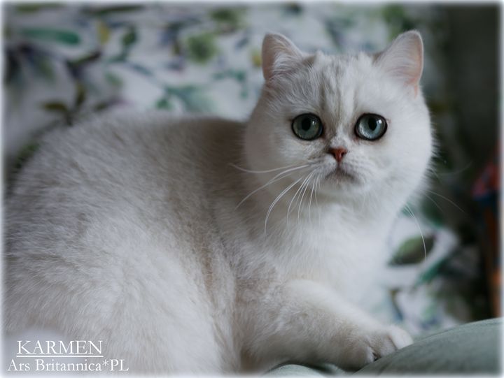 Kotka brytyjska szynszylowa Karmen Ars Britannica