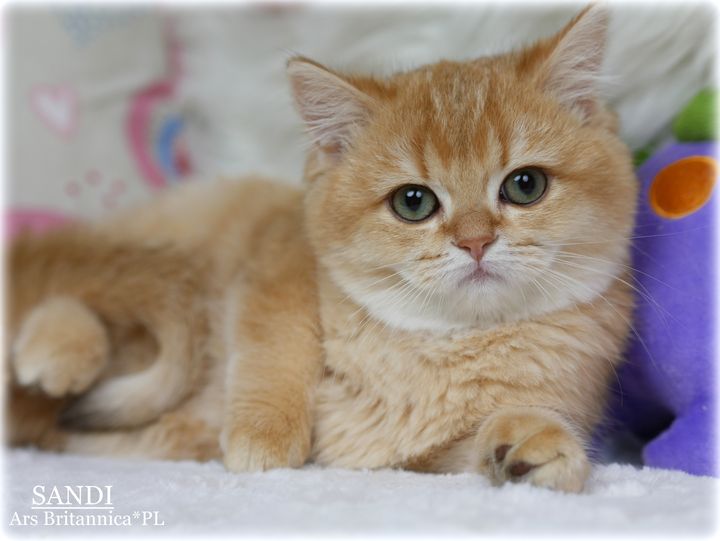 Sandi Ars Britannica*PL kotka brytyjska czekoladowa złota cieniowana