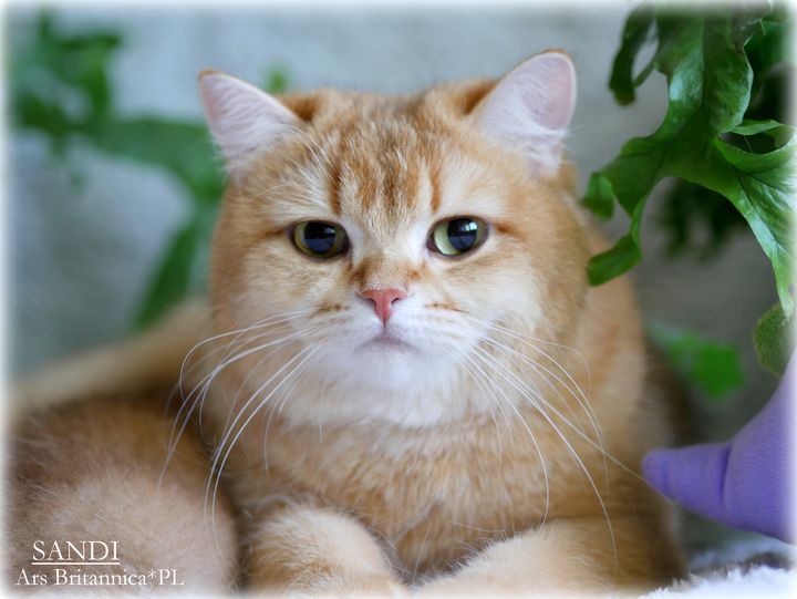 Sandi Ars Britannica*PL kotka brytyjska czekoladowa złota cieniowana