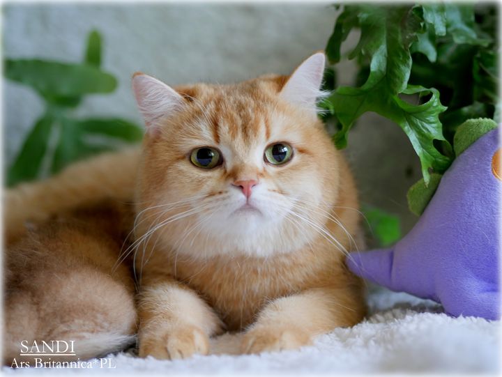 Sandi Ars Britannica*PL kotka brytyjska czekoladowa złota cieniowana