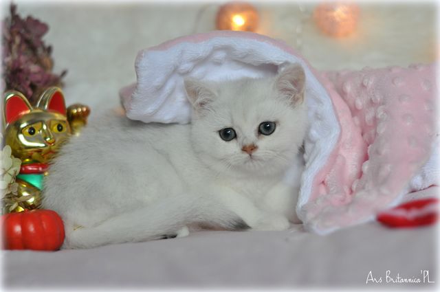 Urania jako mały kociak