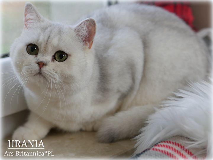 Urania Ars Britannica kotka brytyjska srebrna szynszylowa