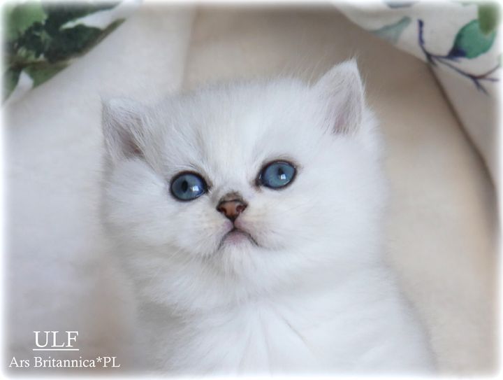 Kocur brytyjski srebrny cieniowany szynszylowy Ulf Ars Britannica*PL