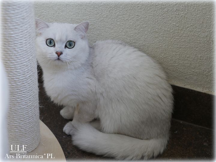 Kocur brytyjski srebrny cieniowany szynszylowy Ulf Ars Britannica*PL