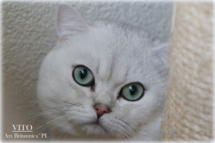 Kocur brytyjski srebrny cieniowany Vito Ars Britannica*PL