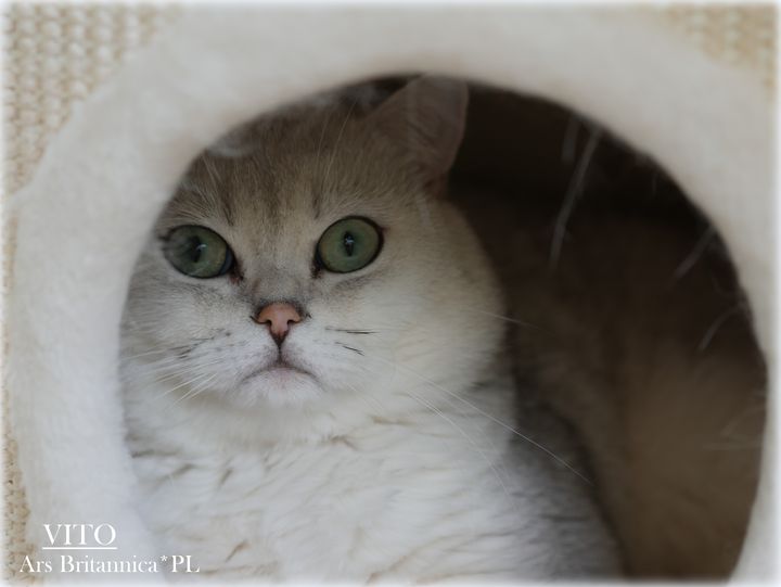 Kocur brytyjski srebrny cieniowany Vito Ars Britannica*PL