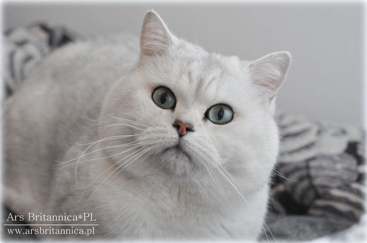 CH GB*Templegates Struan