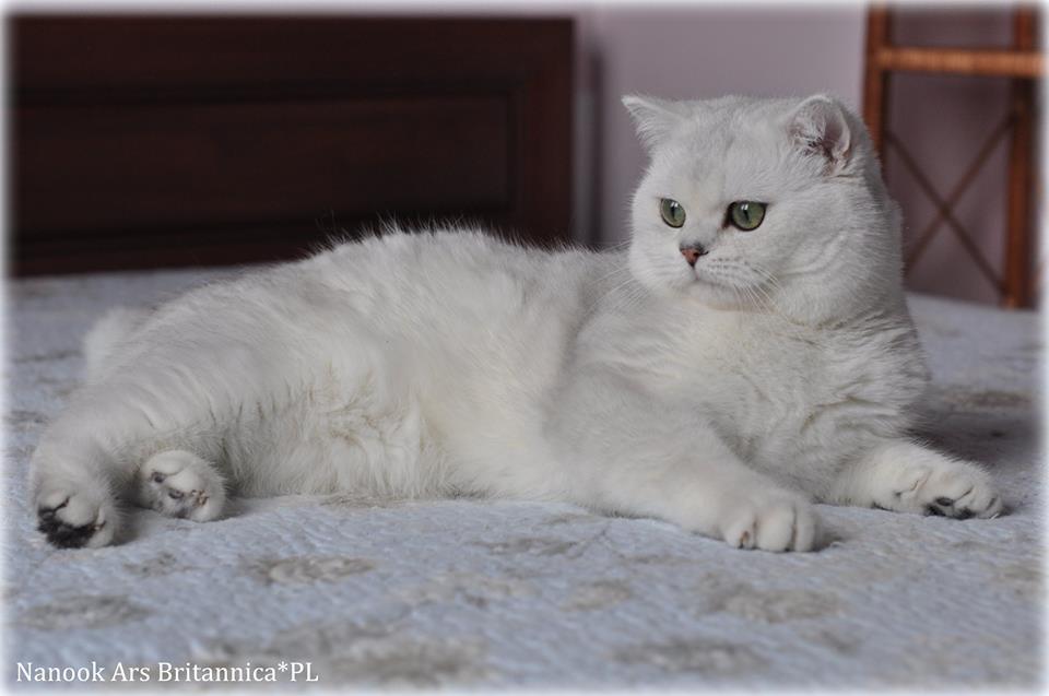 Nanook Ars Britannica*PL