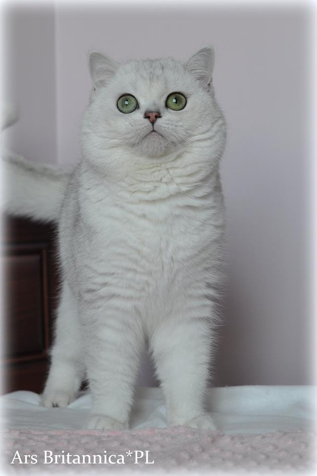 Nanook Ars Britannica*PL